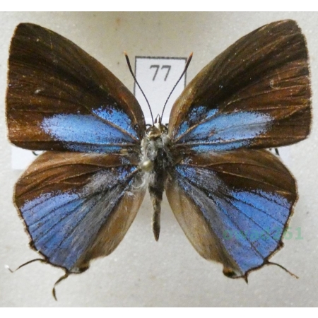 Ostrinotes tarena (Hewitson, 1874) Indonesia, Ambon77